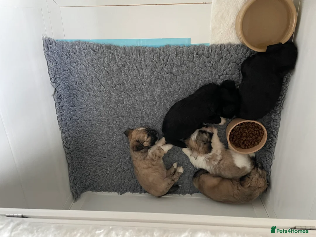 Lhasa Apso dogs for sale: Pedigree KC Reg Lhasa Apso Males For Sale  - Advert 3