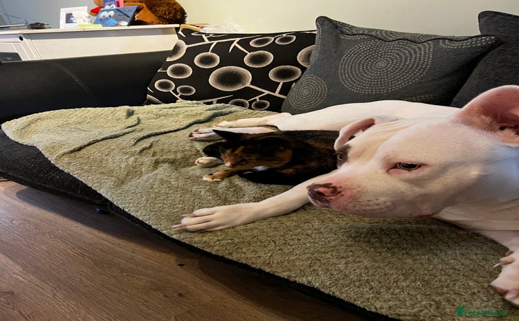 Mixed Breed cats - Advert 12