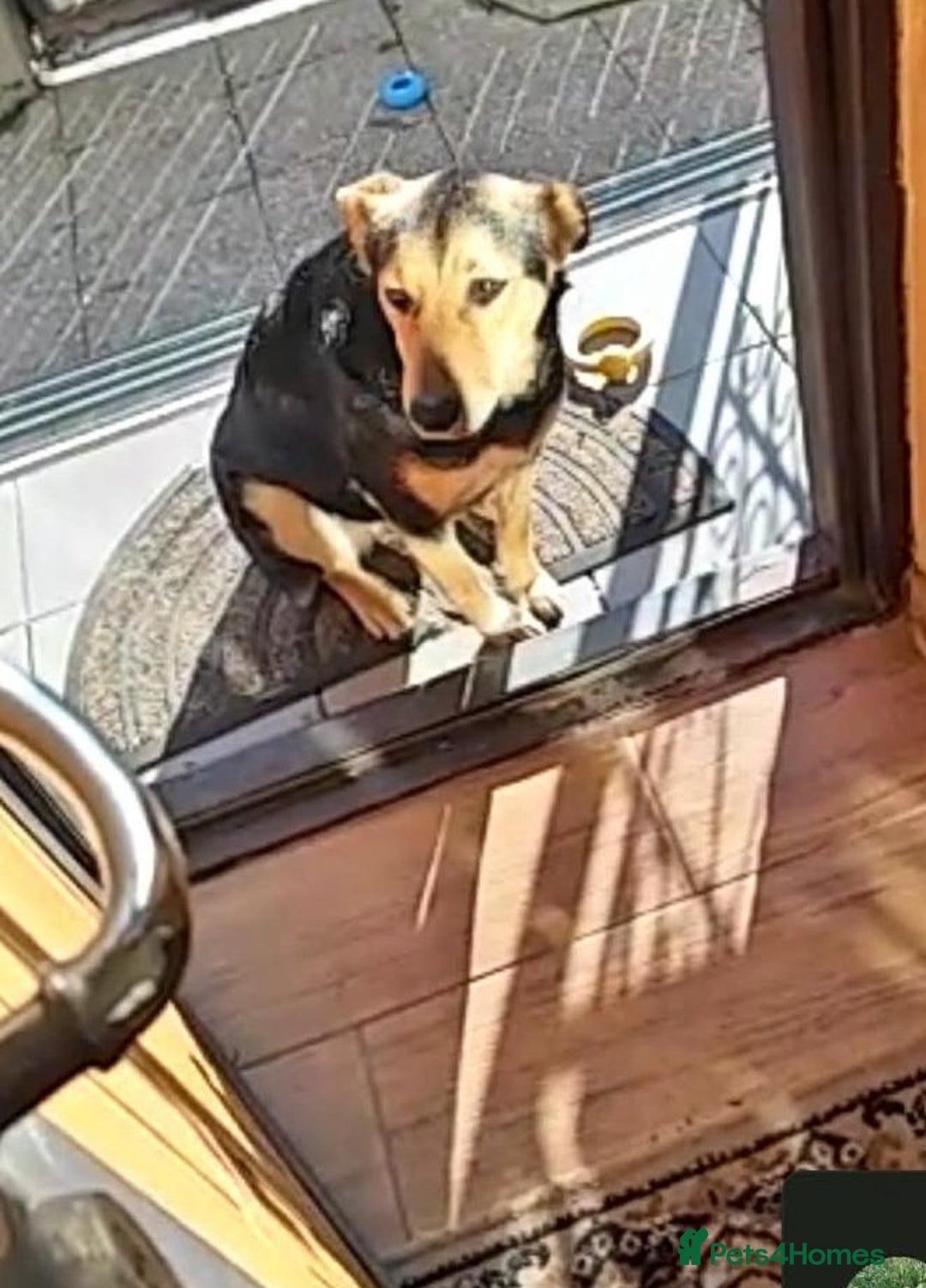 Mixed Breed dogs for adoption: LARISA - a gentle&beautiful girl for a Loving Home - Advert 11