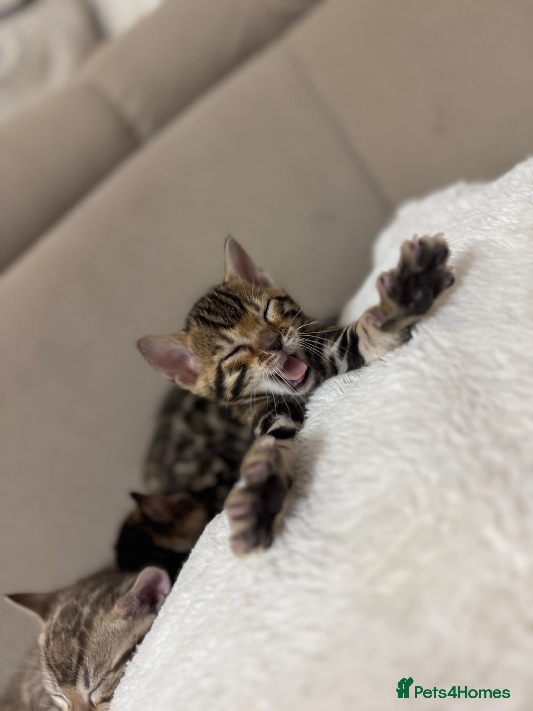 Bengal cats for sale: Purebred Bengal Kittens – Ready for Loving Homes - Advert 4