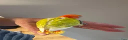 Lovebirds birds for sale: Ficshers lovebirds  - Advert 6