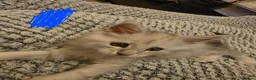 Maine Coon cats for sale: TICA Black Silver Ticked Pedigree Main Coone - Advert 9