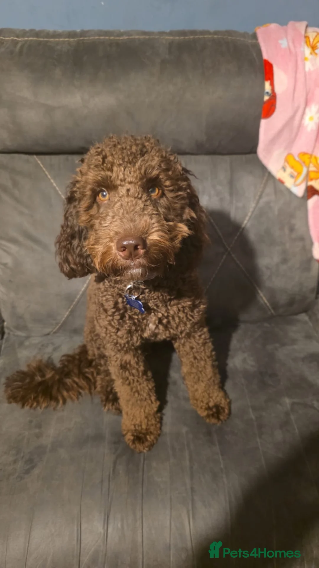 Cockapoo dogs for sale: 1yr old cockapoo looking for forever home - Advert 1
