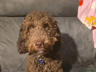 Cockapoo dogs 1yr old cockapoo looking for forever home - Advert 1