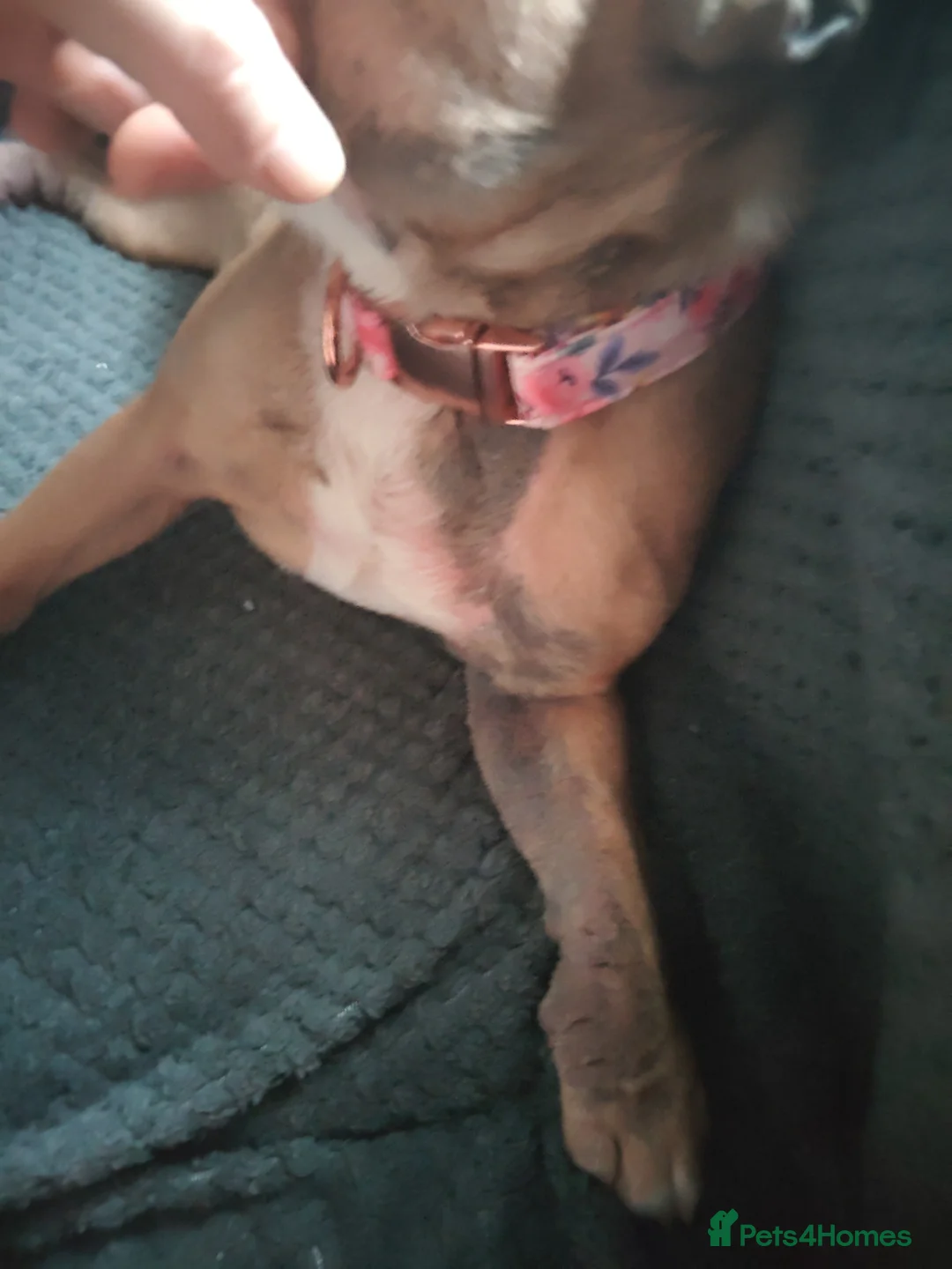 French Bulldog dogs for sale: Female frenchie 2 - Advert 2