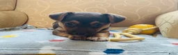 Jack Russell dogs for sale: Fabulous miniature Jack Russell puppy  - Advert 3
