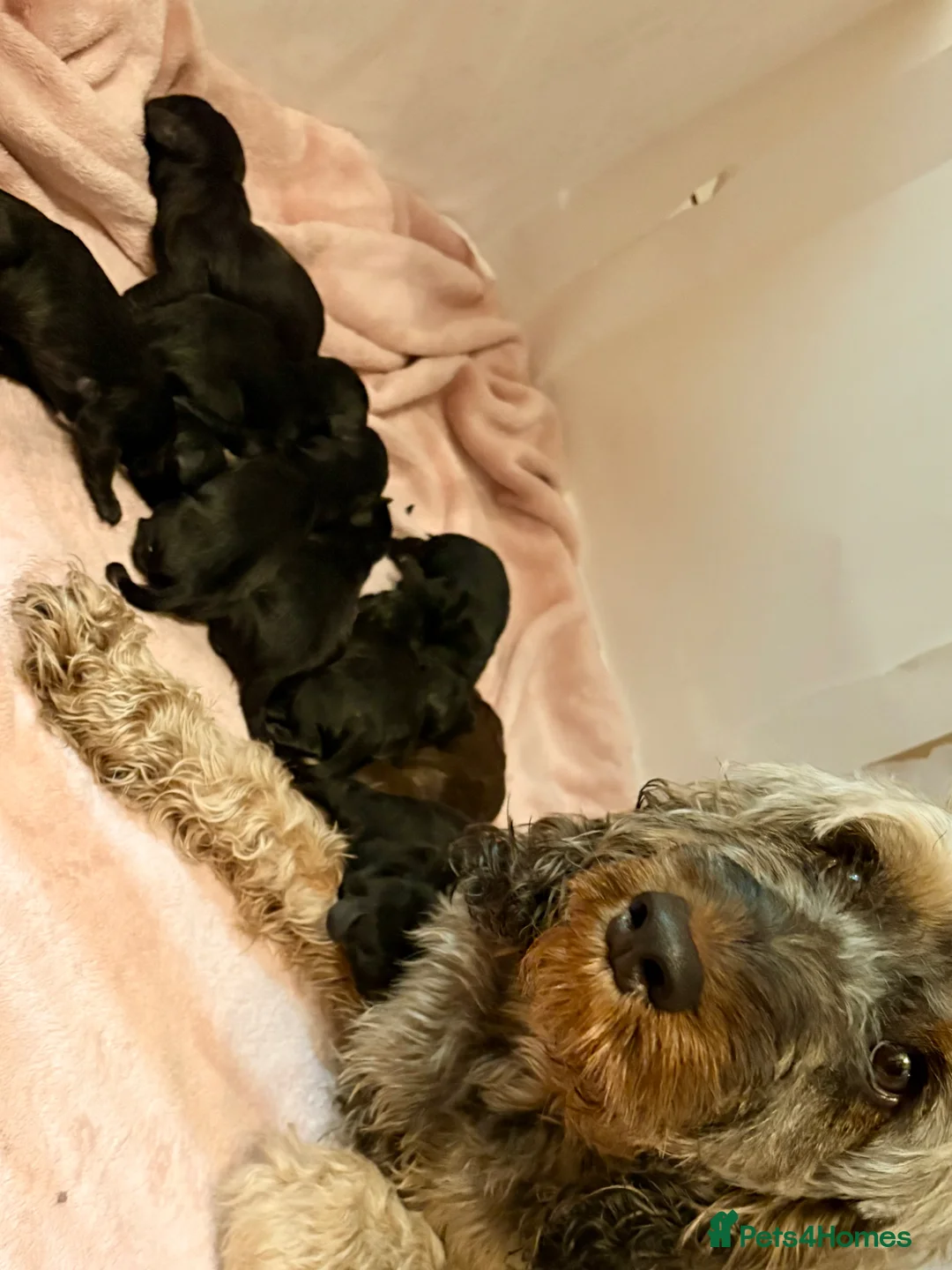 Cockapoo dogs for sale: Cockerpoo puppies  in Stockton-on-Tees - Advert 10