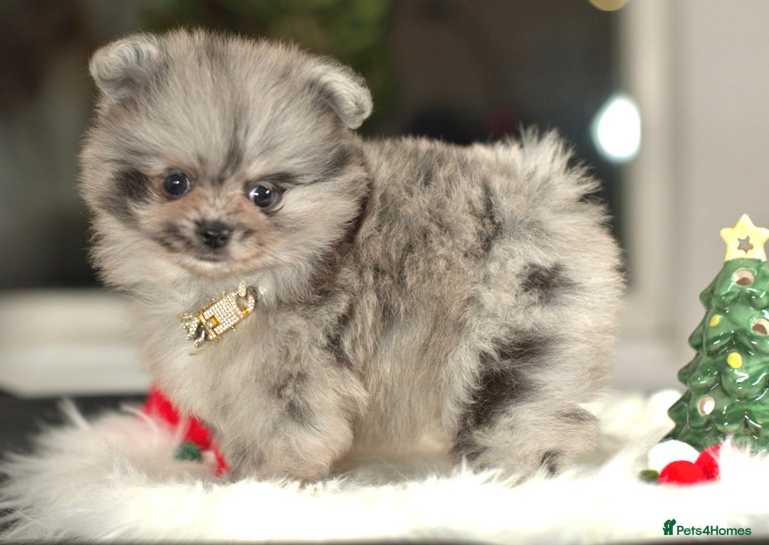 Pomeranian dogs for sale: ✨Tiny Teddy Face 🐻 KC Registered Parents ✨ - Image 17