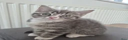 British Shorthair cats for sale: British shorthair x Ragdoll blue point kitten 🩷 - Advert 6
