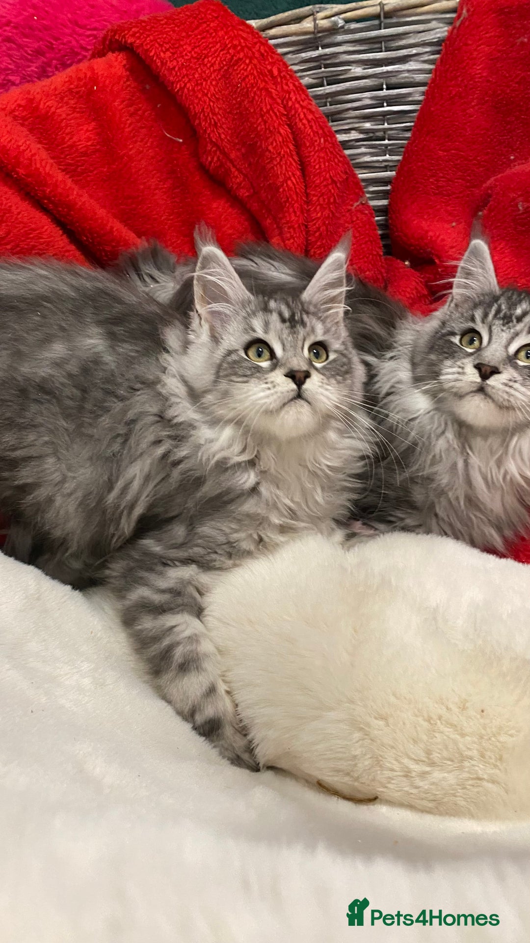Maine Coon cats for sale: Pedigree Maine Coons - Advert 22