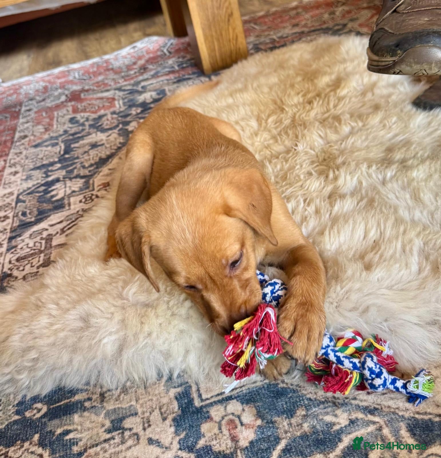 Labrador Retriever dogs Stunning fox red and yellow labradors - Advert 1
