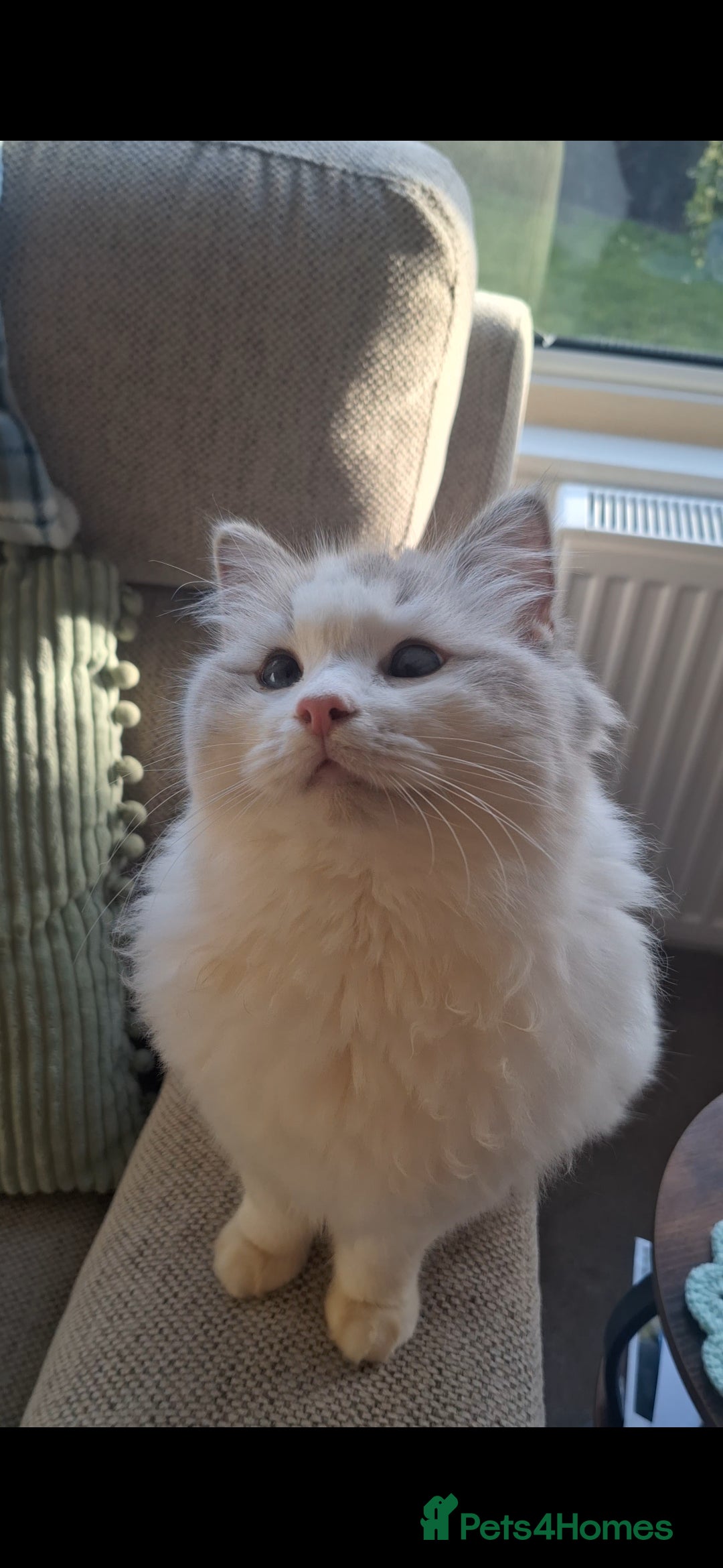 Ragdoll cats GCCF Pedigree Ragdoll Kitten - Advert 1