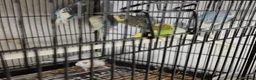 Parakeets birds for sale: Finches canarys doves parakeets parrots  - Advert 31