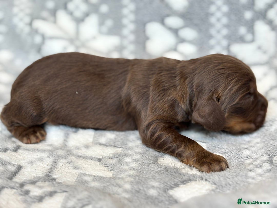 Cocker Spaniel dogs for sale: Champion bred KC health tested cockers  - Image 5