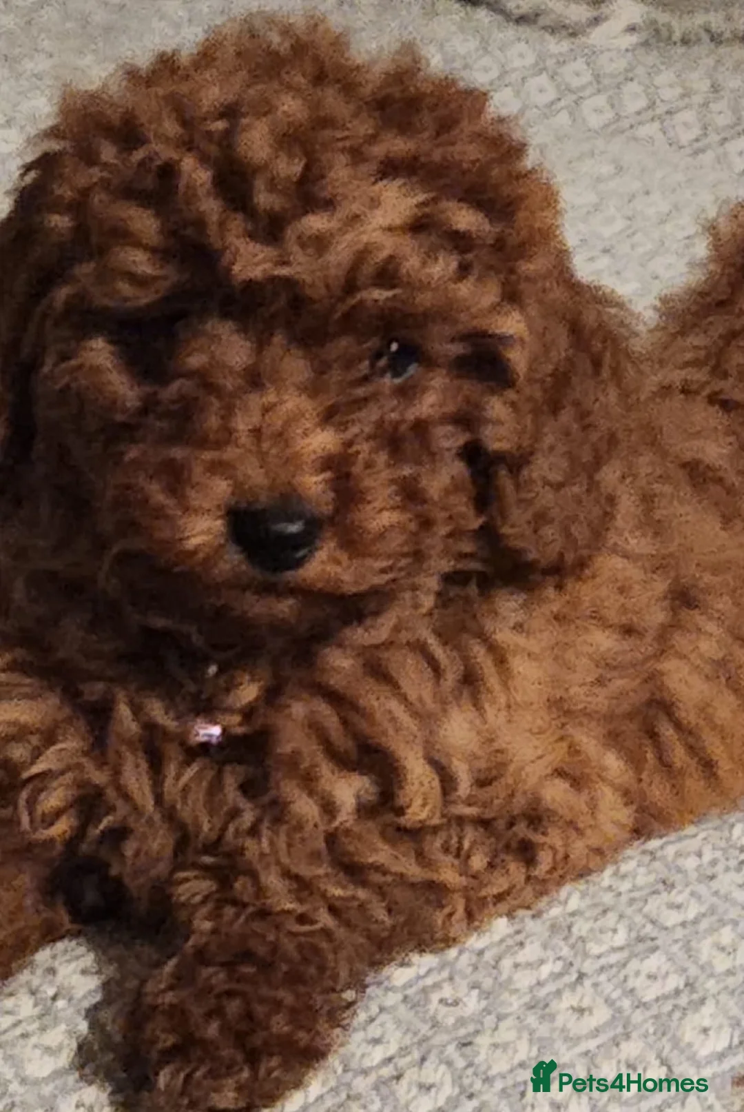 Cavapoo dogs for sale: Stunning Fox Red Cavapoo Puppies Available Now - Advert 11