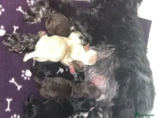 Cavapoo dogs Toy Cavapoo f1b puppies - Advert 3