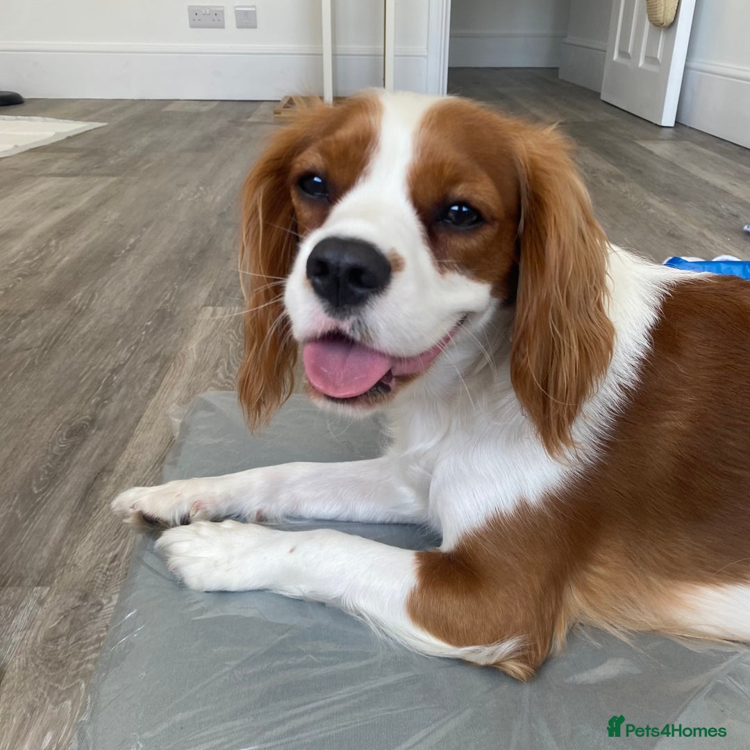 Cockalier dogs for sale: Cavalier Puppy–Loving, Healthy, and Full of Joy - Image 6