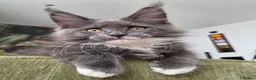 Maine Coon cats for sale: Top quality Mainecoon girls..Tica reg  - Advert 27