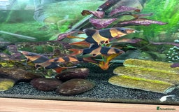 Loaches fish for sale: Clown Loaches - Image 3