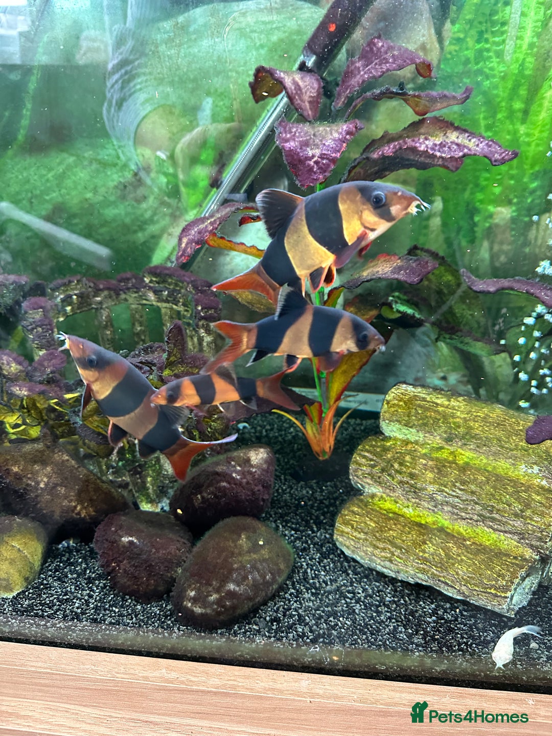 Loaches fish for sale: Clown Loaches - Image 3