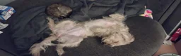 Labradoodle dogs for sale: 2.5yr old female labradoodle - Advert 10