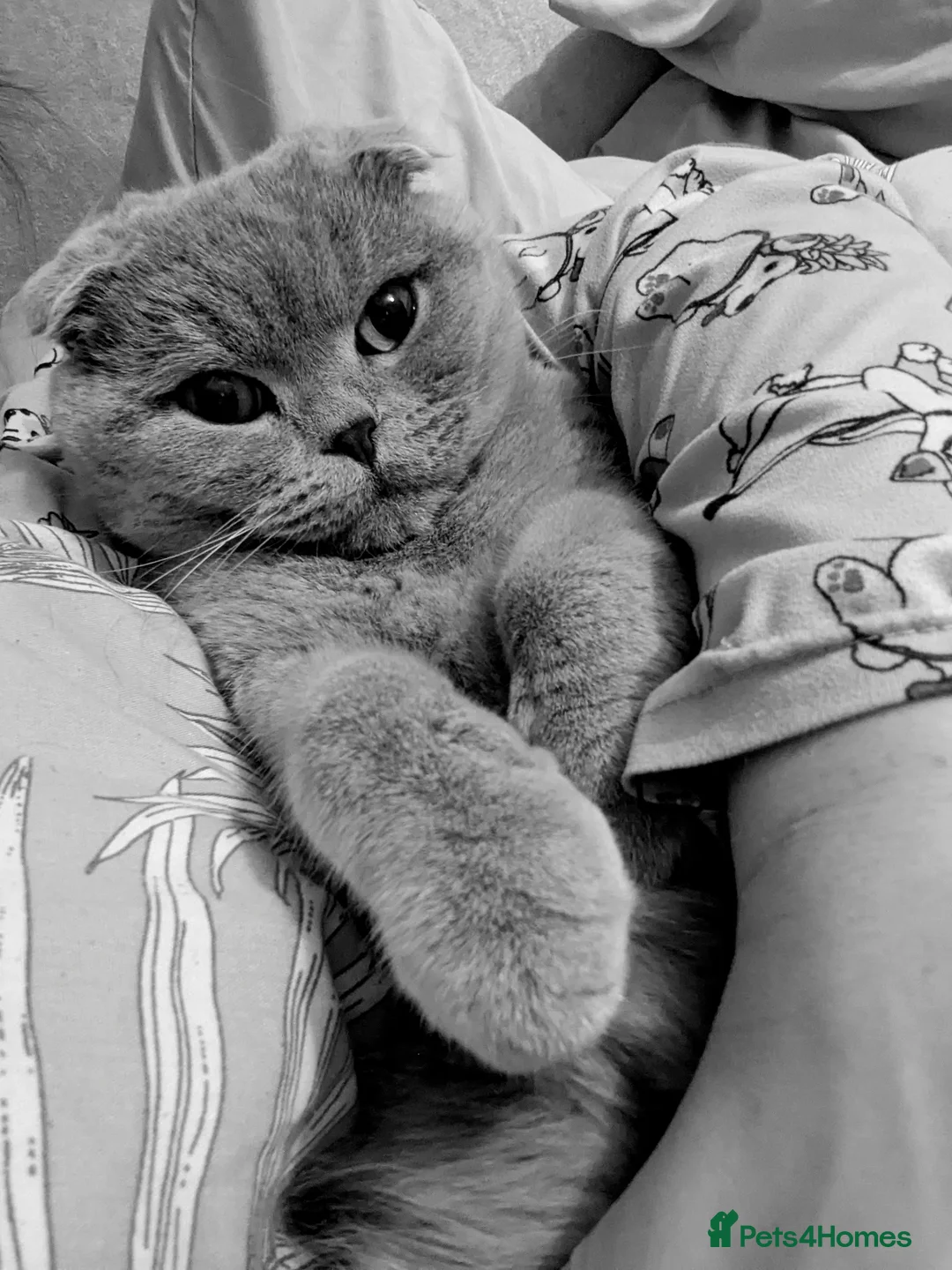 Scottish Fold cats for sale: Scottish fold 5 year old male  - Advert 2