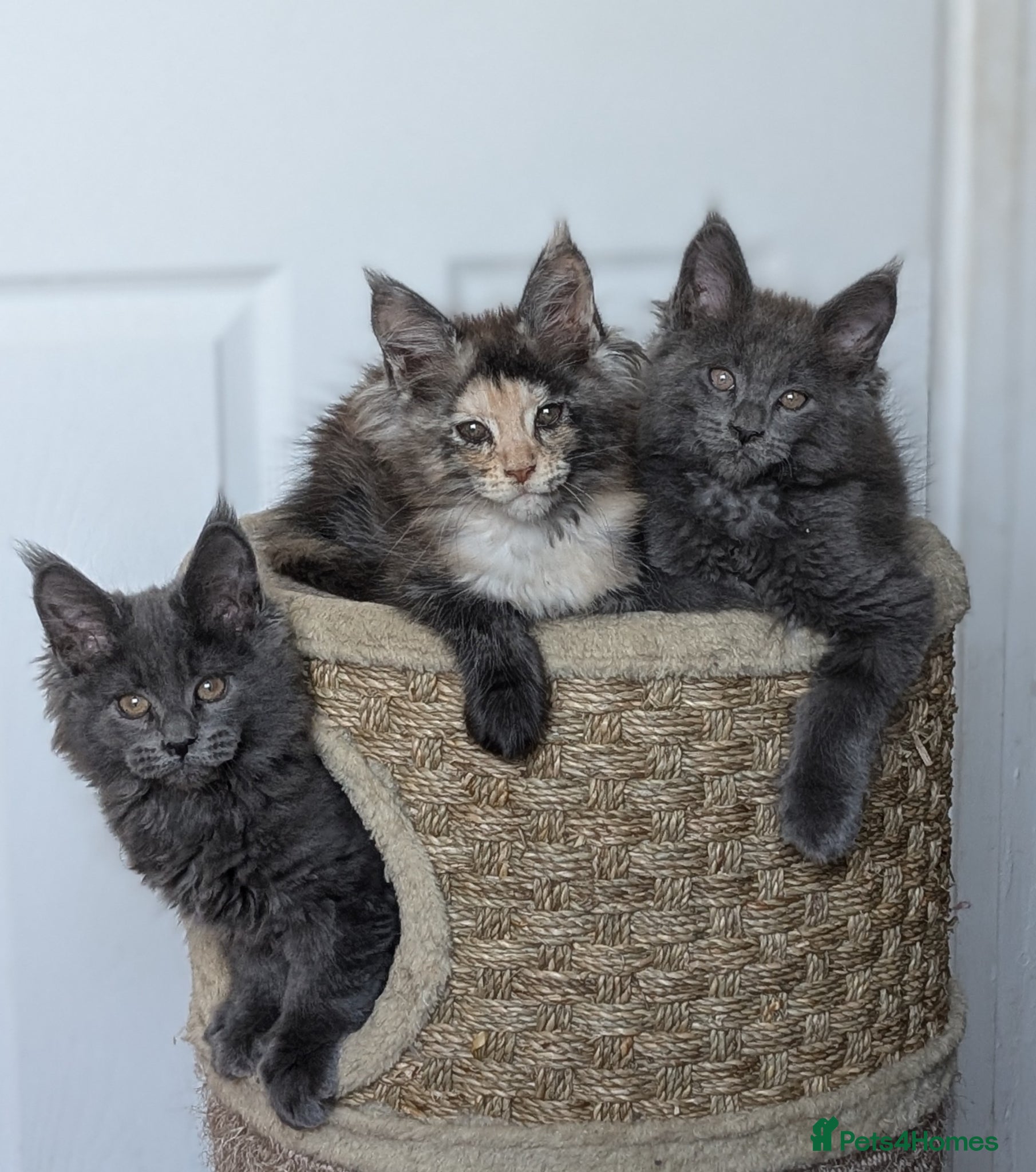 Maine Coon cats Maine coon kittens  - Advert 2