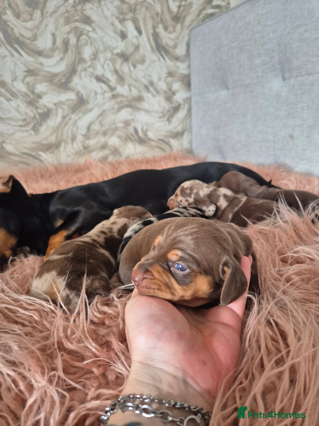 Dachshund dogs for sale: Miniature dachshund puppies PRA CLR - Image 8