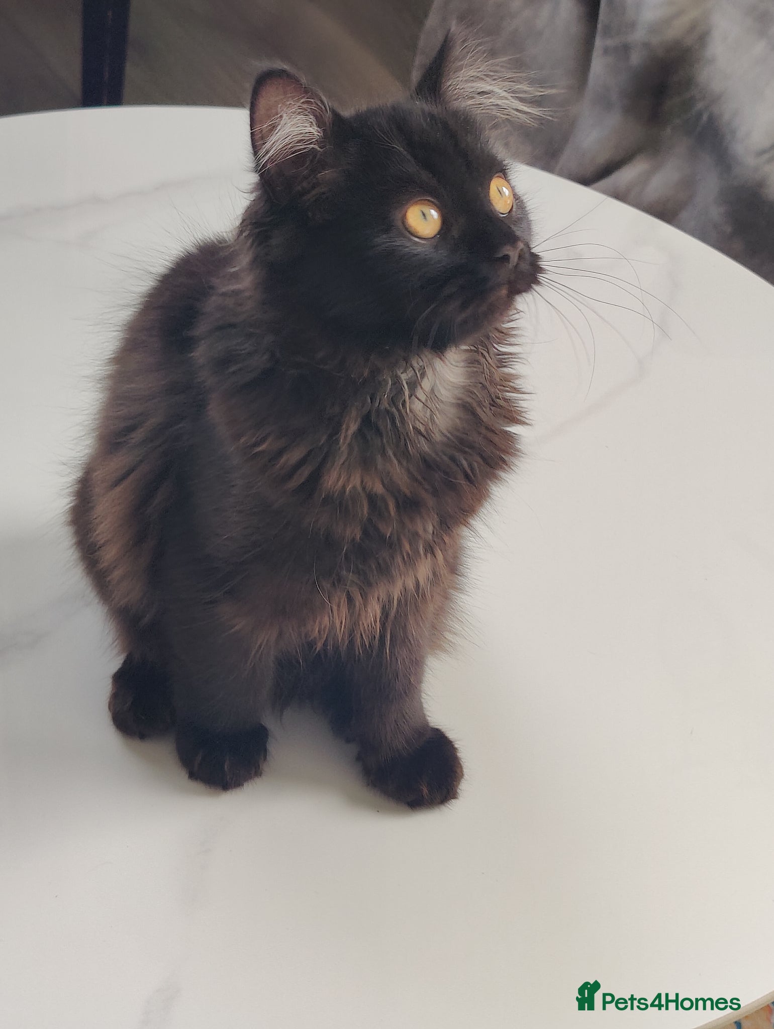 Mixed Breed cats for sale:  Persian kitten Reduced  - Advert 4