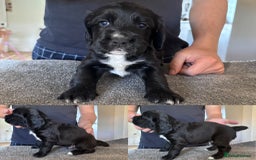 Sprocker dogs for sale: X2 Sprocker Dogs Available  - Image 2
