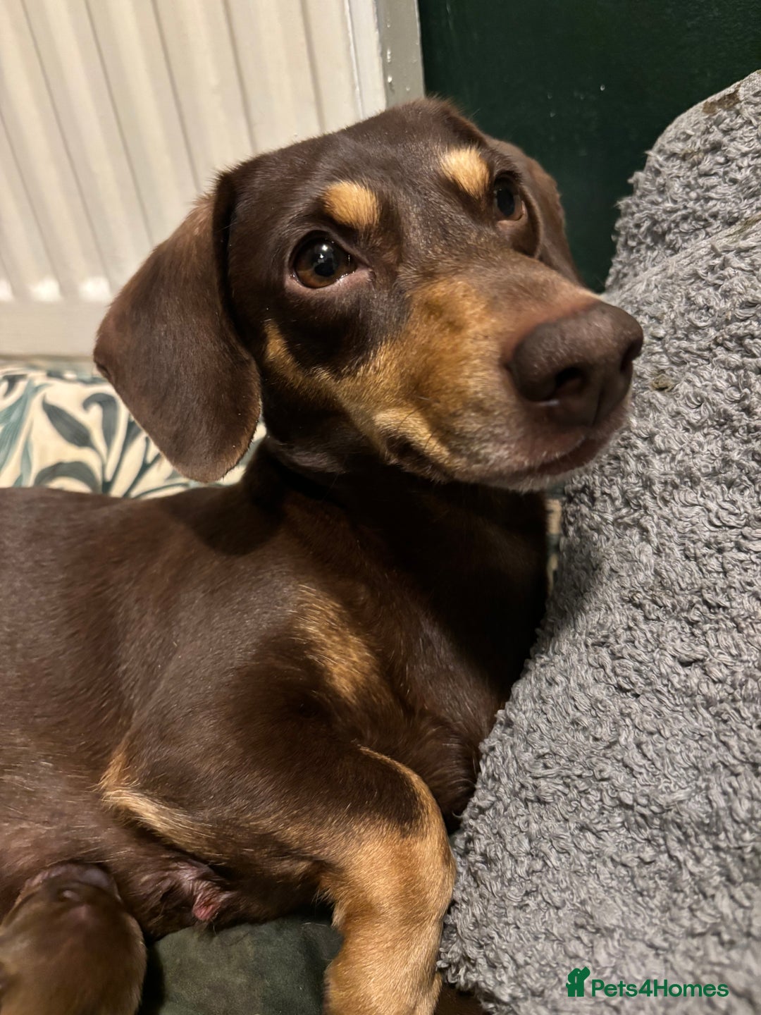 Dachshund dogs for sale: Rolo and Roxy are 3 years old and need a new home - Advert 13
