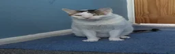 Mixed Breed cats for adoption: Affectionate Indoor rescue Big Snowy - Advert 3