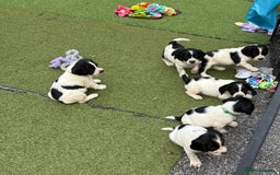 English Springer Spaniel dogs for sale: Kc reg  dna tested springer spaniels  - Image 16