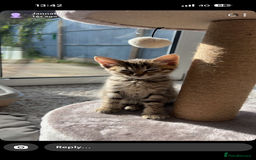 Mixed Breed cats for sale: Bengal x British short Hair kitten - Image 6