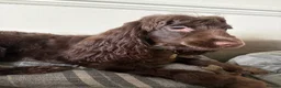 Cocker Spaniel dogs for sale: Spayed Cocker Spaniel  in Barnsley - Advert 3