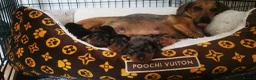 Dachshund dogs for sale: Dachshund - Advert 1