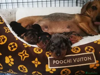 Dachshund dogs Dachshund - Advert 13