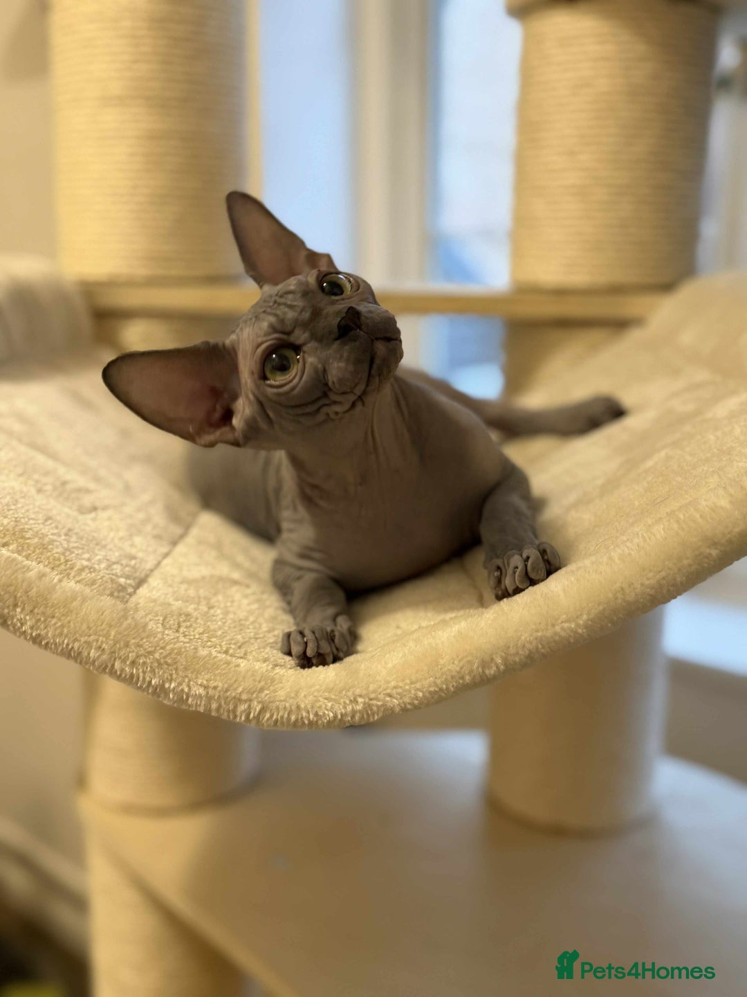 Sphynx cats for sale: Emaidacanadiansphynx - Advert 6