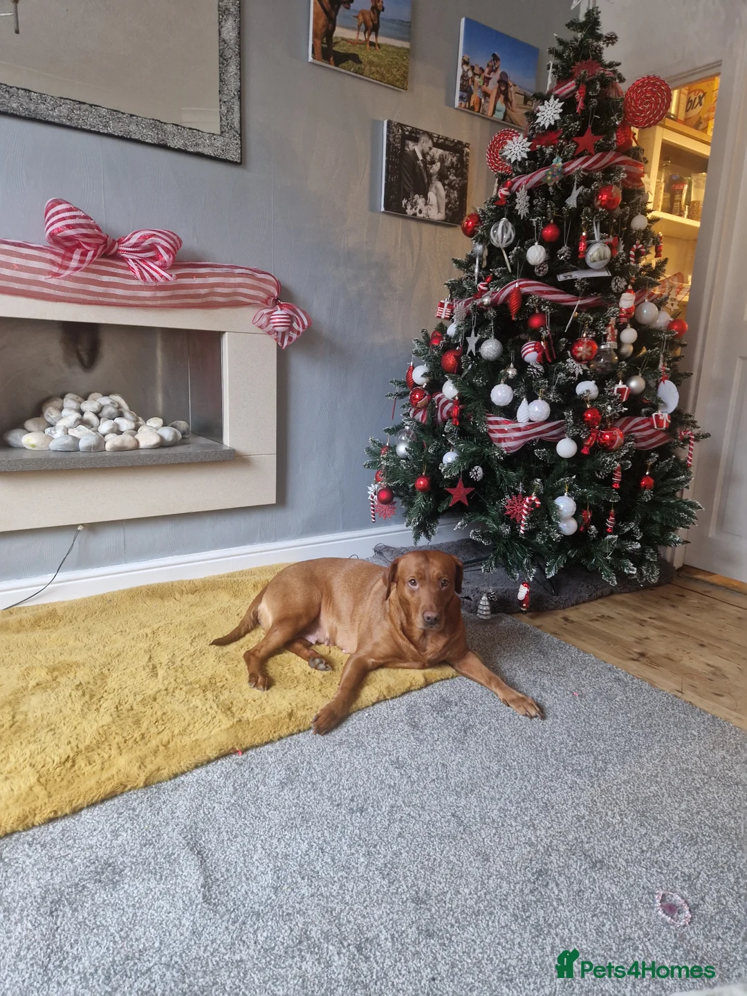 Labrador Retriever dogs for sale: KC REGISTERED FOX RED PUPPIES  in Bacup - Advert 13