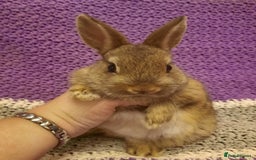 Netherland Dwarf rabbits for sale: Four Litters Of Netherland Dwarf Babies - Image 13
