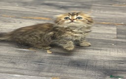 Scottish Fold cats for sale: Golden Scottish fold  - Image 15