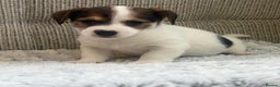 Jack Russell dogs for sale: Gorgeous short-legged Jack Russell Puppies! - Advert 2