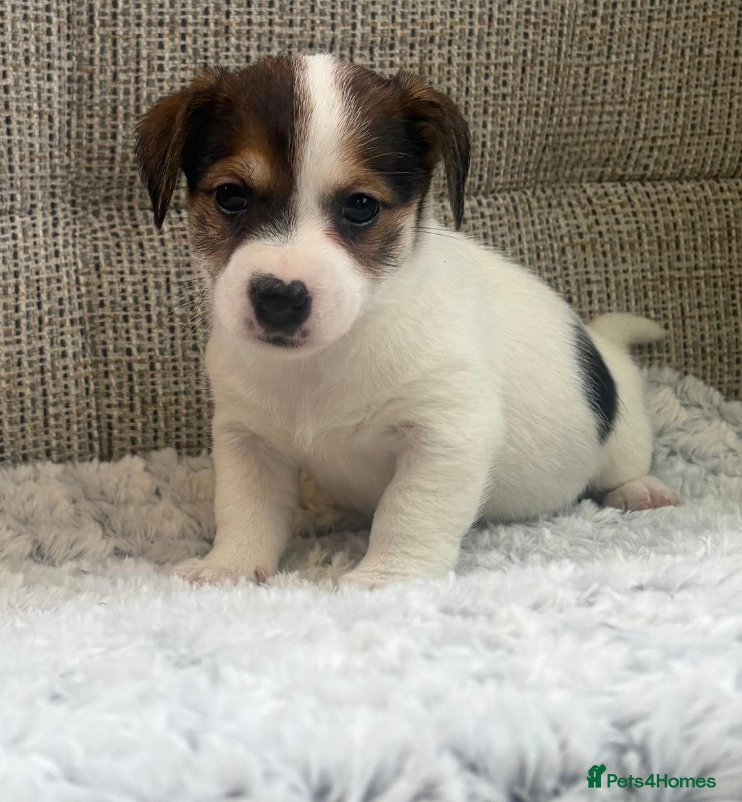 Jack Russell dogs for sale: Gorgeous short-legged Jack Russell Puppies! - Advert 2
