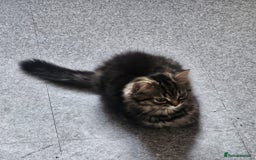 Persian cats for sale: 2 loving Persian Kittens for sale  - Image 19
