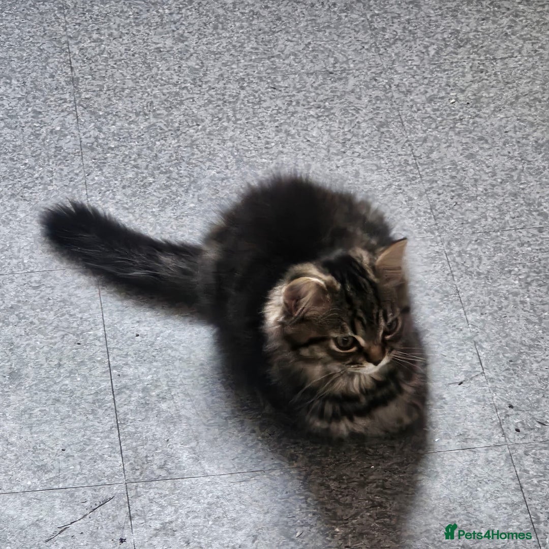 Persian cats for sale: 2 loving Persian Kittens for sale  - Image 19