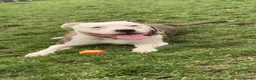 Mixed Breed dogs for sale: Mixed breed in Sheffield - Advert 17