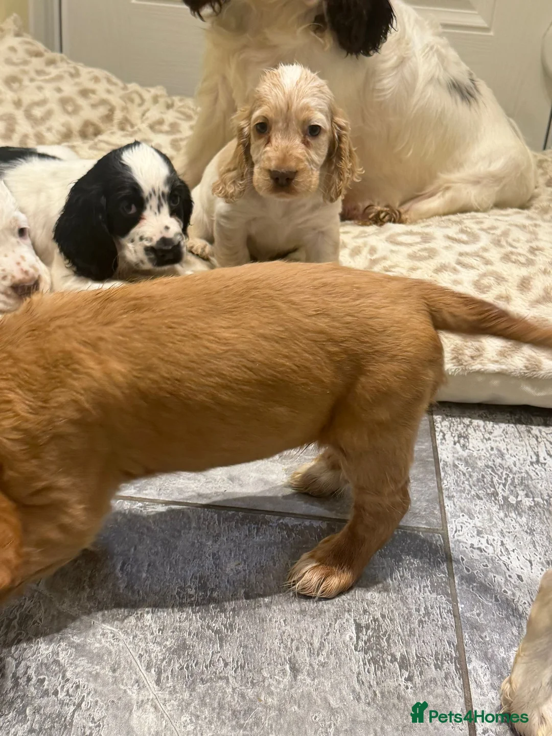 Cocker Spaniel dogs for sale: OUTSTANDING ADORABLE SHOW TYPE COCKER SPANIEL  - Advert 7