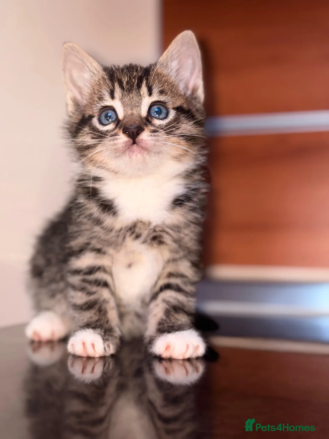 Mixed Breed cats for sale: Mixed breed kittens  in Stafford - Advert 1