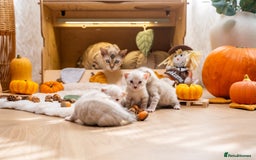 Bengal cats for sale: Pure Snow Bengals-TICA champions pedigree-Stunning - Image 34