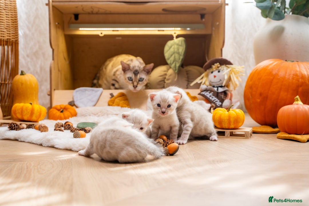 Bengal cats for sale: Pure Snow Bengals-TICA champions pedigree-Stunning - Image 34
